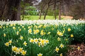 Reynolda Gardens, Daffodils, Reynolda House, daffodil art, daffodil collage, spring in Reynolda Gardens